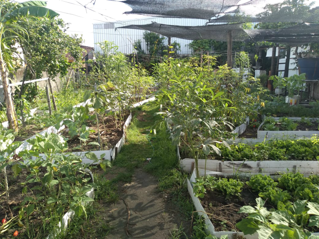 Havia uma horta no meio do&nbsp;passeio